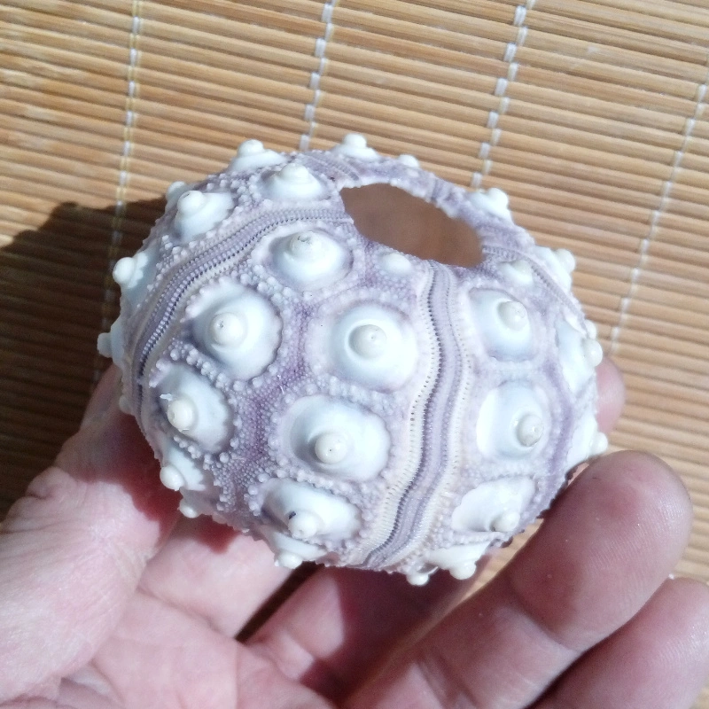 Spiny Ball Sea Urchin Natural Sea Urchin Shell 5-6 Cm