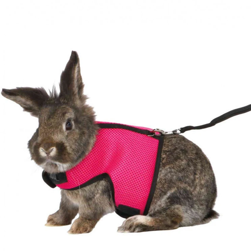 Bunny clothes leash