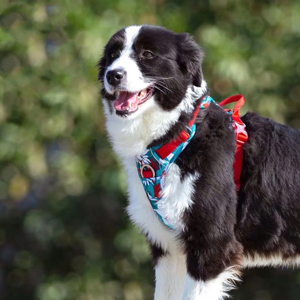 Labrador Comfortable Chest Strap