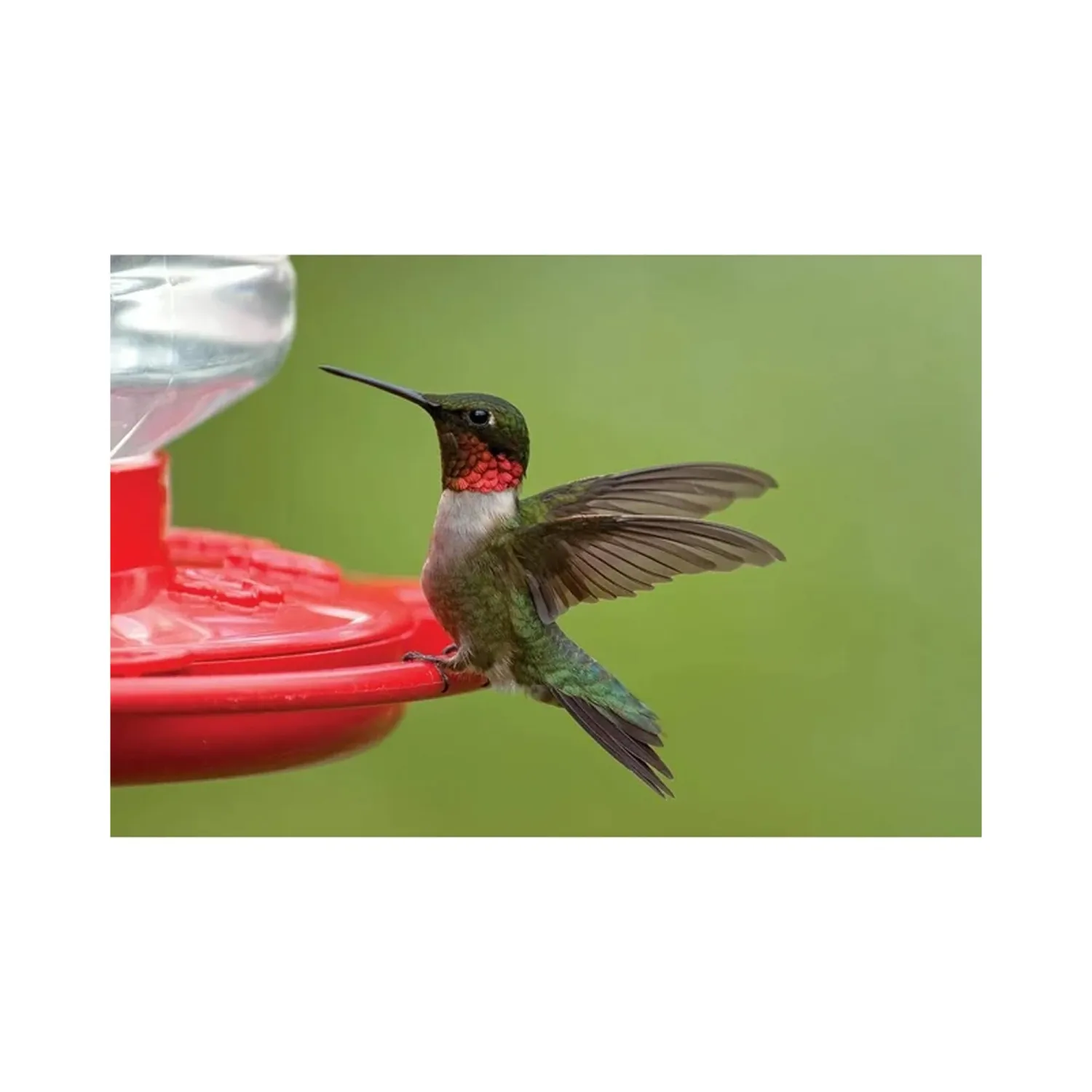 First Nature 3090 32-ounce Hummingbird Flower Feeder