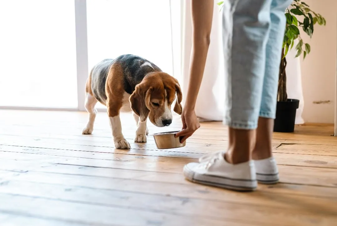 Van Ness Pets Small Lightweight Stainless Steel Dog Bowl, 16 OZ Food And Water Dish, Natural