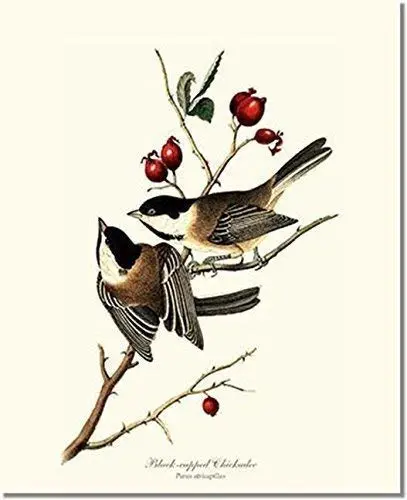 Vintage Audubon Wall Art Print: Black-capped Chickadee (James Audubon)- Ready to Frame 5"x7" 8"x10" "11x14"