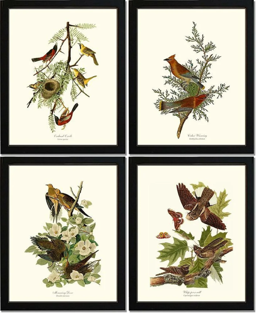 Bird Wall Art Prints by James Audubon. Matched Set of 4 Vintage Illustrations.