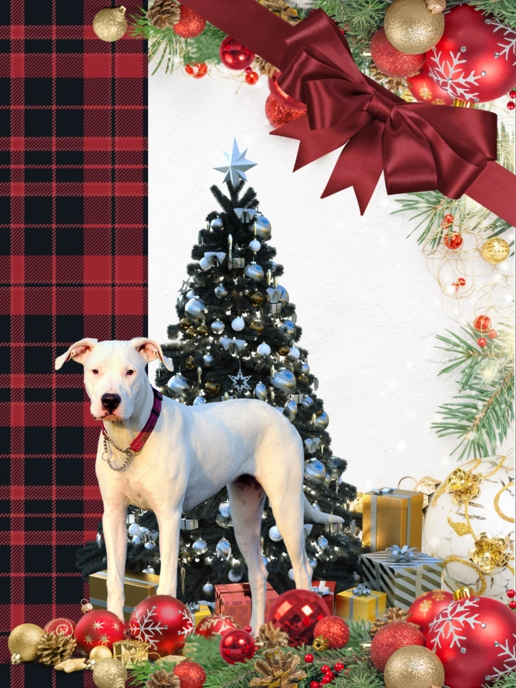 Santa Dog Flag Sitting In Front Of The Christmas Tree