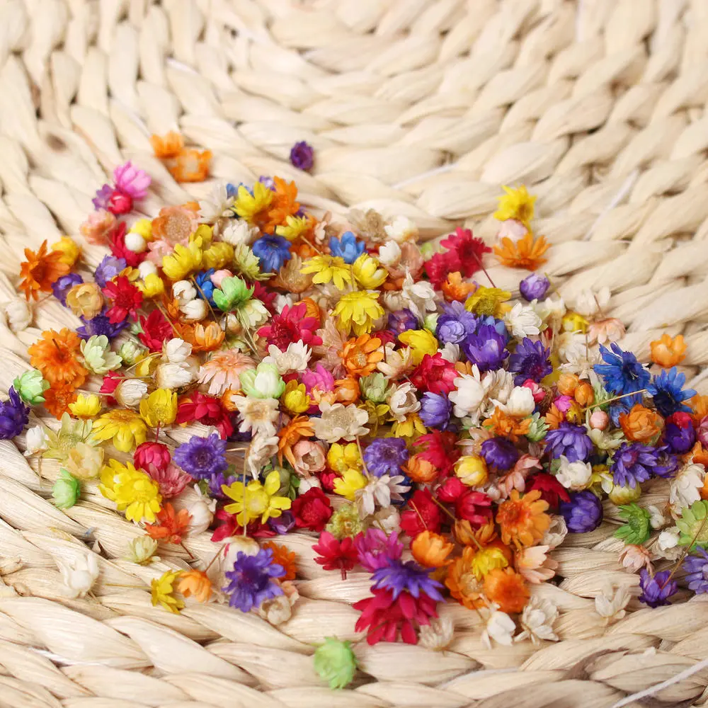 200pc Real Dried Flowers For DIY Art Craft Epoxy Resin Candl