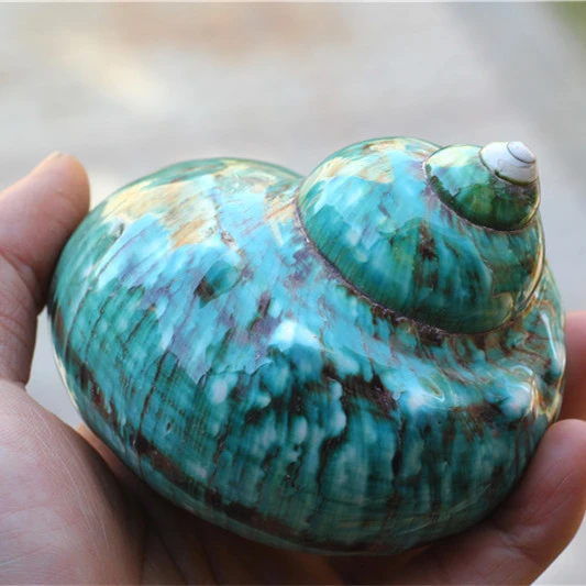 Natural Big Sea Conch Green Top Shell Fish Tank Aquarium Decoration Island Souvenir