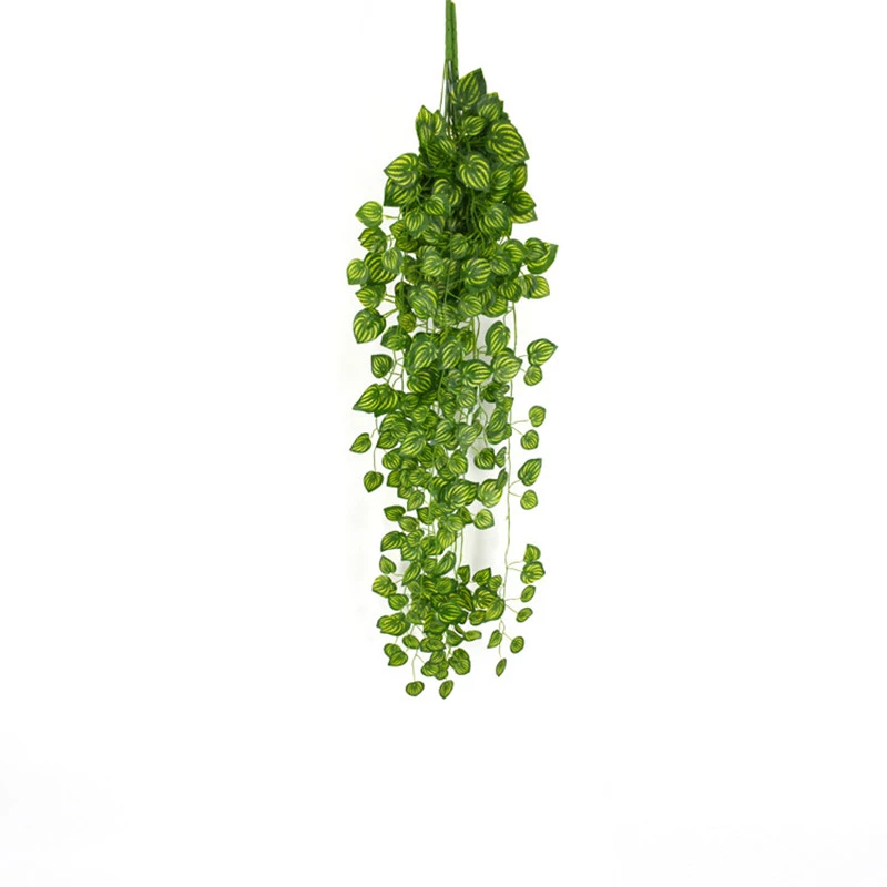 Green plants hanging on the wall decorated with green dill