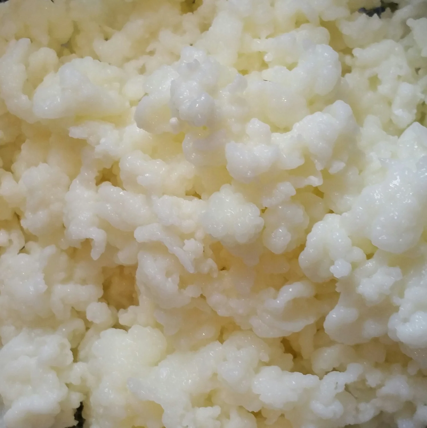 Natural Home Remedies,Milk Kefir Grains Live Raw Organic Probiotics BULGAROS