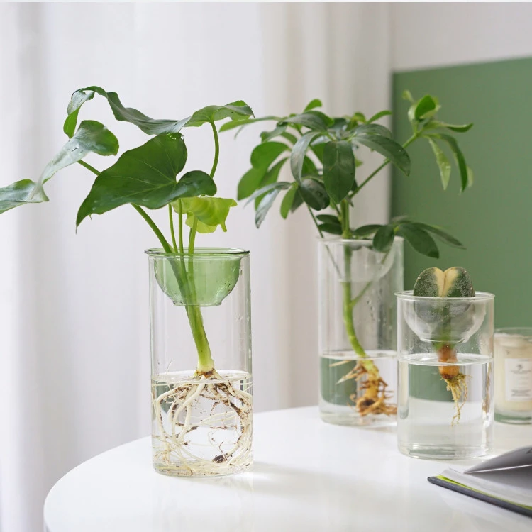 Indoor Desktop Potted Shade Tolerant Flower Pot