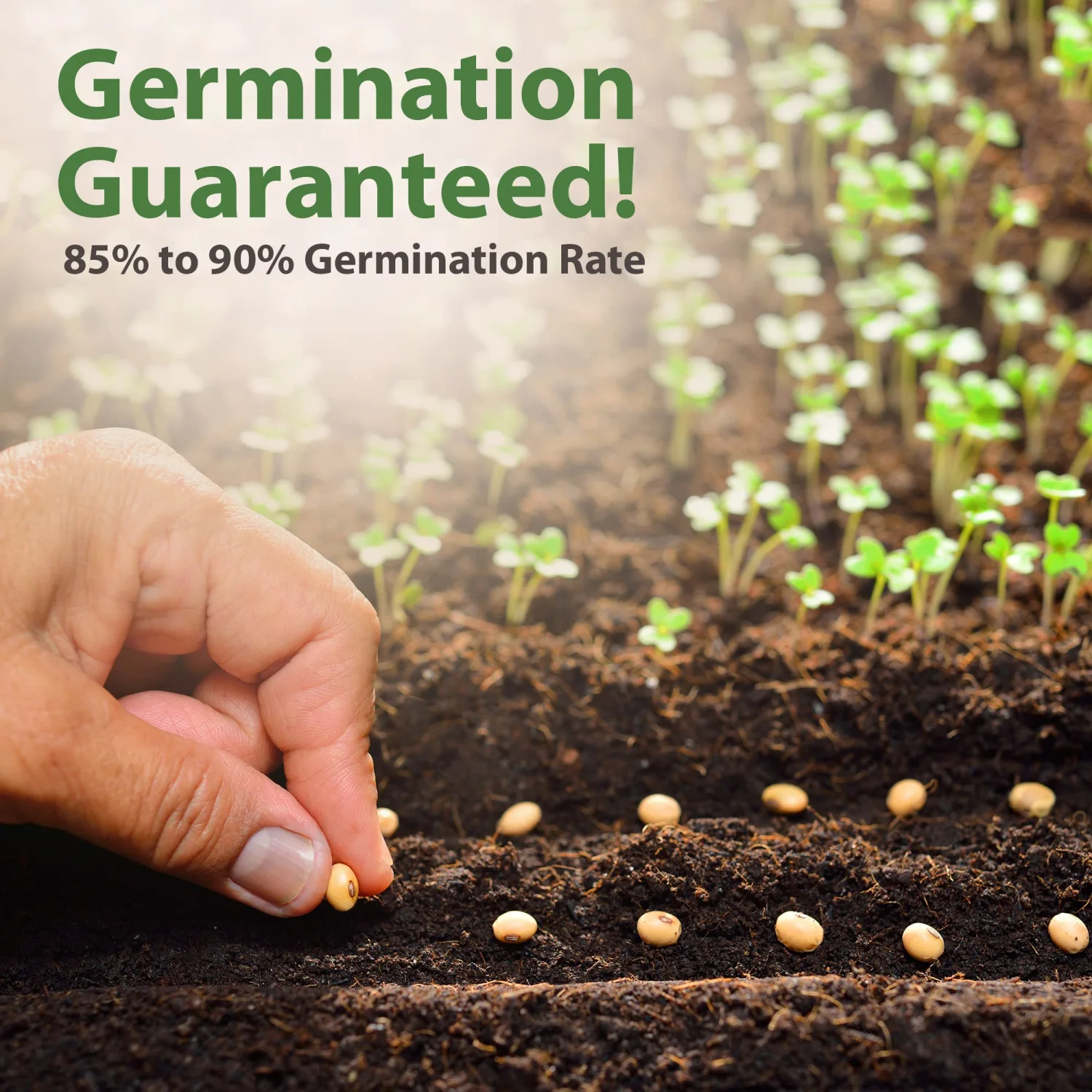 55 Heirloom Vegetable Seeds | 27,500+ Non GMO Seed Variety Pack | Gardening Seeds for Planting Vegetables and Fruits, & Lettuce | Prepper Supplies | Survival Gear | Spring, Summer, Fall Home Garden