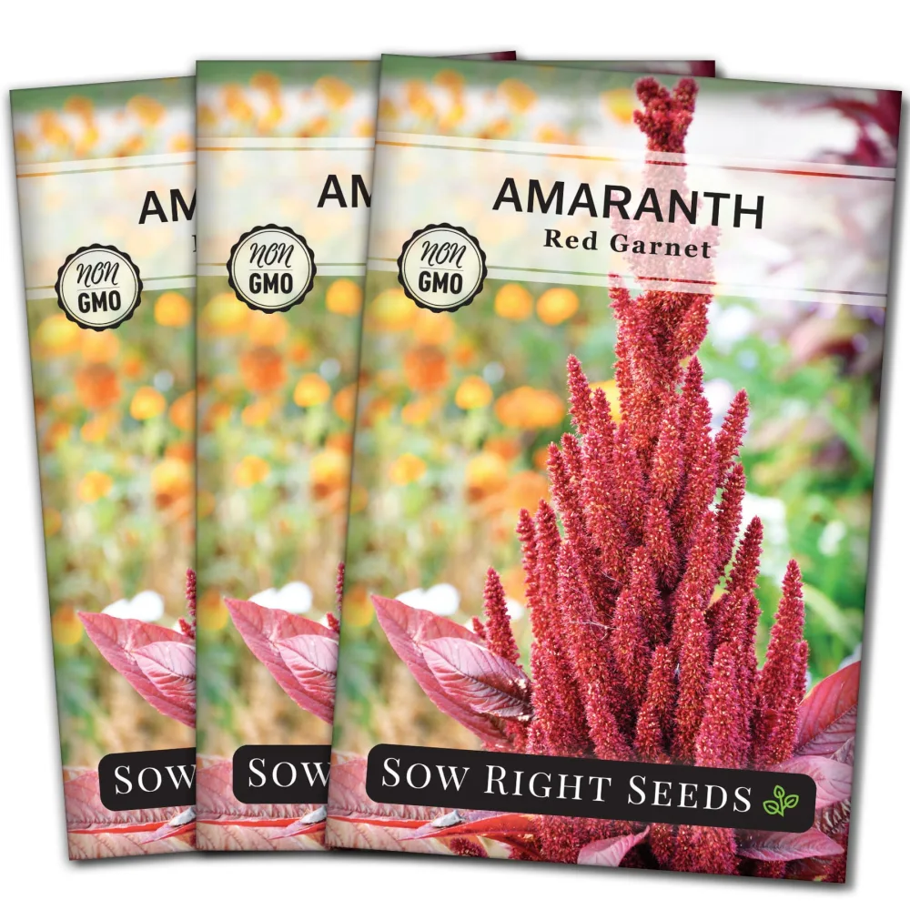 Sow Right Seeds - Red Garnet Amaranth Seeds for Planting - Non-GMO Heirloom Packet with Instructions to Plant & Grow an Outdoor Home Vegetable Garden - Colorful & Unique - Trailing Variety (3)