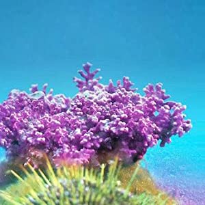 Aquamin - sea algae that contains minerals such as calcium