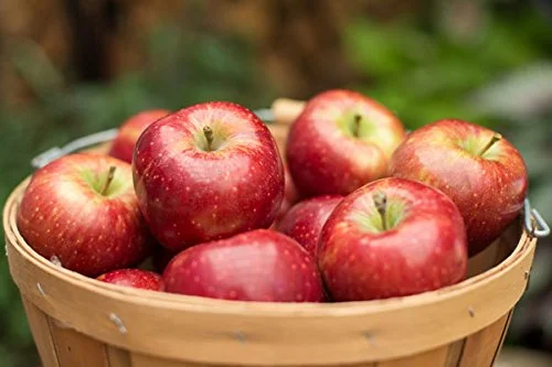 Red Delicious Apple Gift Box (18-22 Apples)