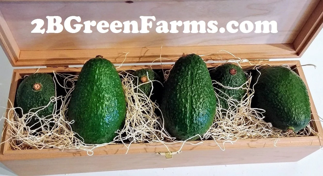 12 Pack Fresh California Hass Avocados (12 Pack)