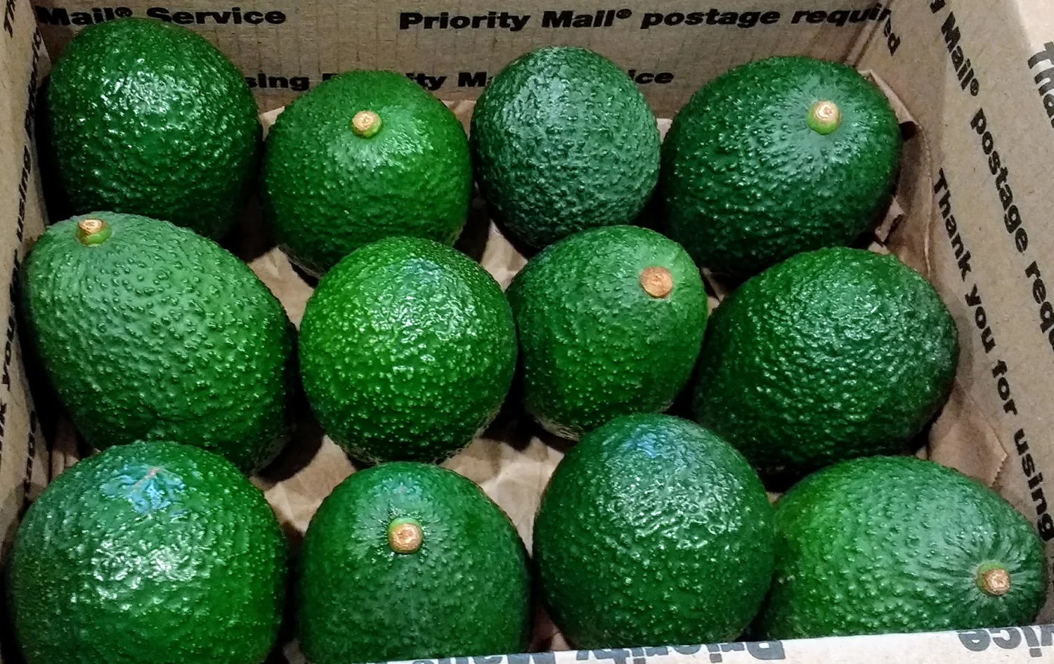 12 Pack Fresh California Hass Avocados (12 Pack)
