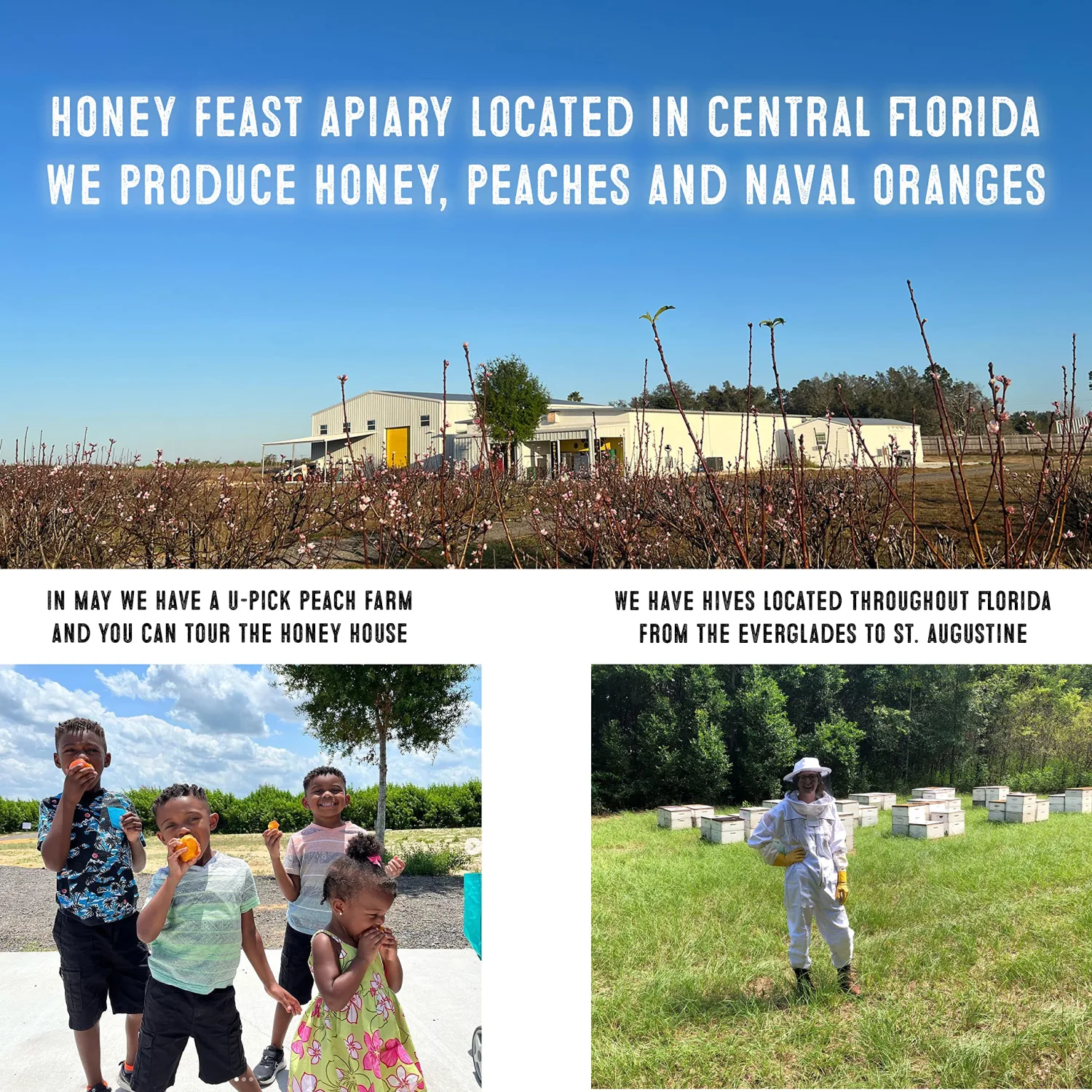 Honey Feast, Honey Wild Flower, 12 Ounce