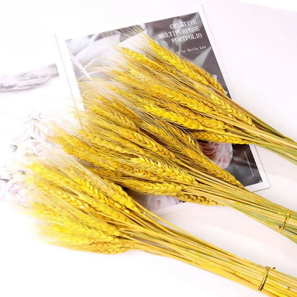 TooGet 100 Stems Dried Wheat Stalks Golden Wheat Sheaves Natural Wheat Ears Flowers Bouquet for Home Party Wedding Decor
