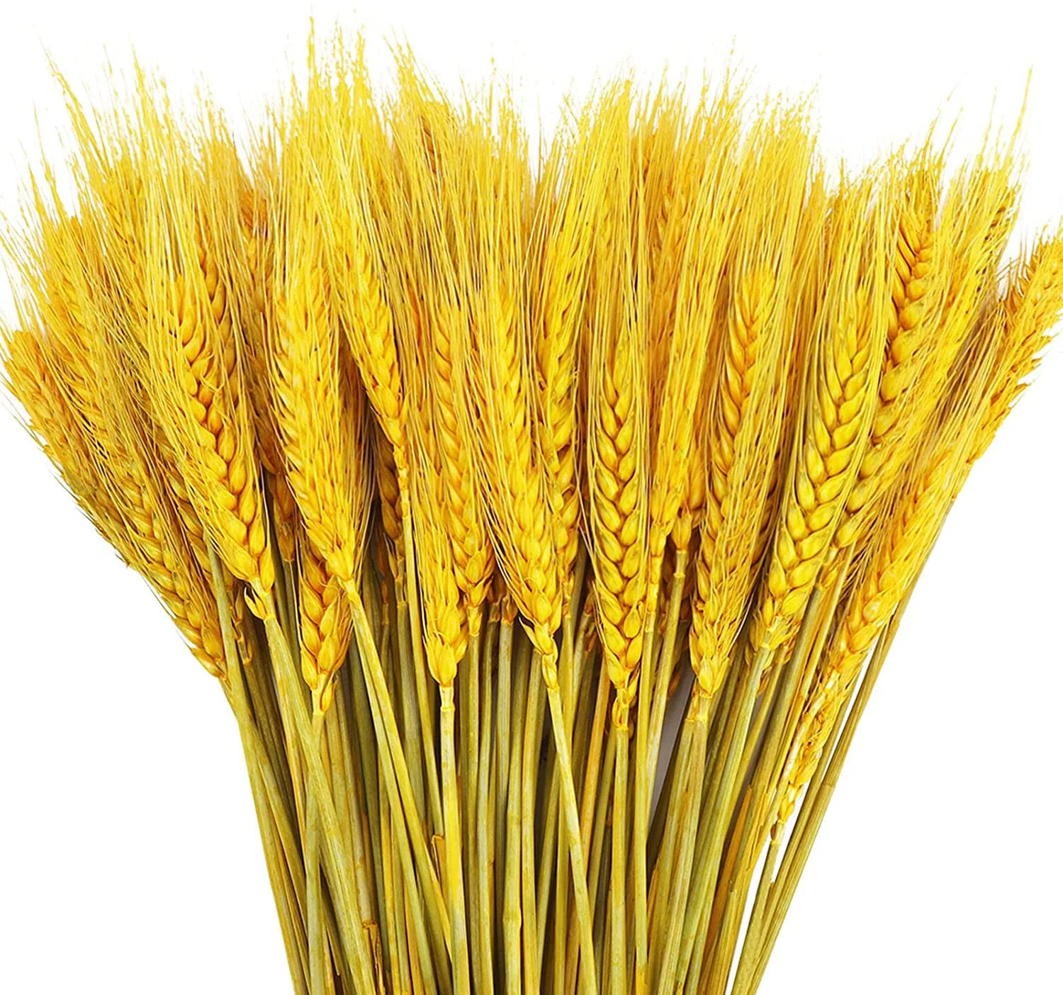 TooGet 100 Stems Dried Wheat Stalks Golden Wheat Sheaves Natural Wheat Ears Flowers Bouquet for Home Party Wedding Decor