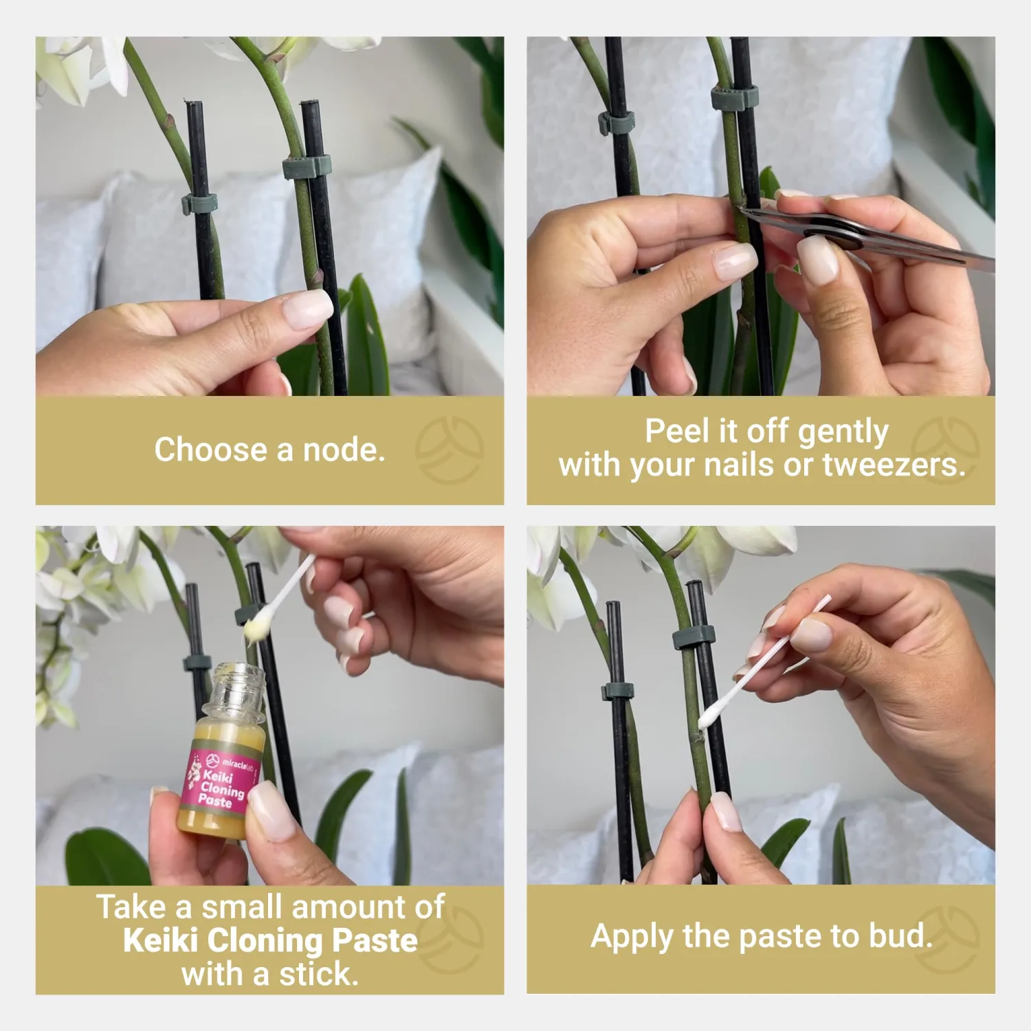 Miracle Lab Keiki Cloning Paste Special Cytokinin Formula Gives a New Baby Orchid (Keiki) in Weeks-Can Be Used on All Kinds of Orchids and Also House Plants (0.33oz)