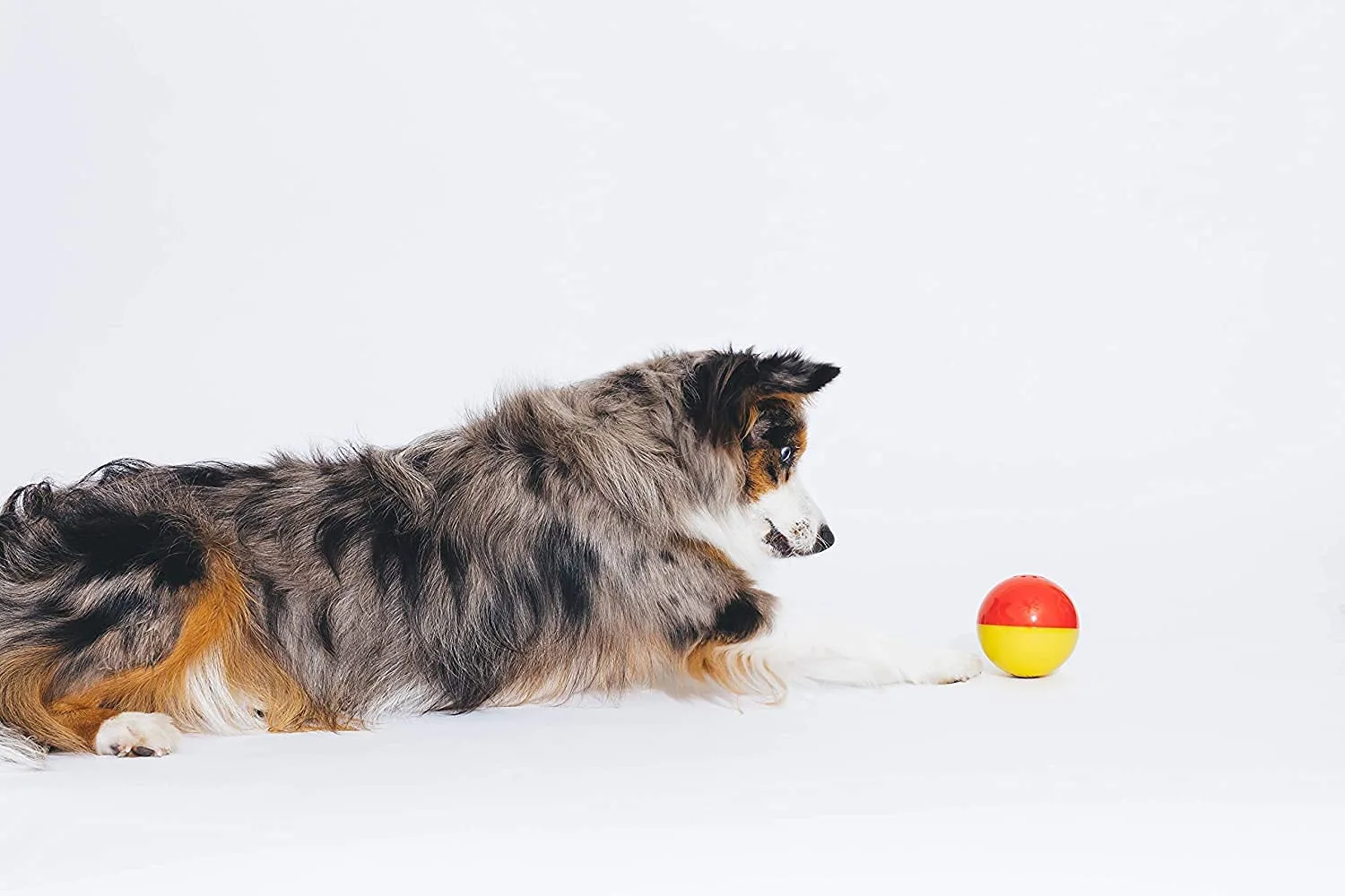 Pet Qwerks Animal Sounds Babble Ball - Interactive Chew Dog Toy - Medium
