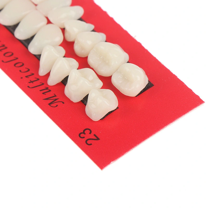 Dental Oral Materials Teaching Mold For Dentures