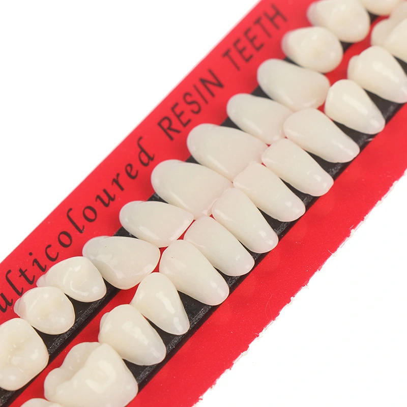 Dental Oral Materials Teaching Mold For Dentures