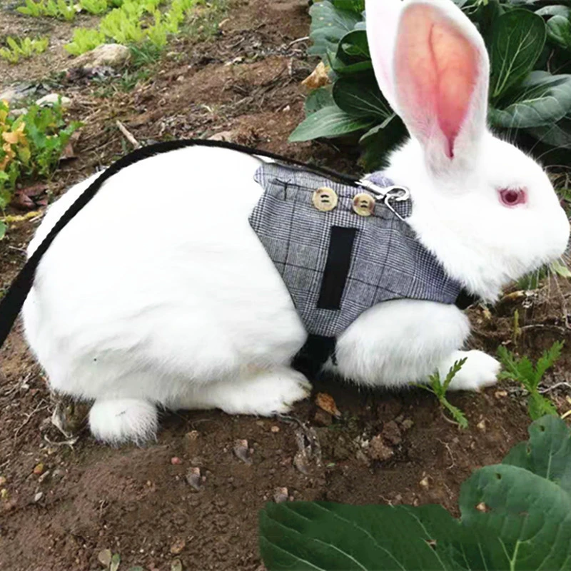 Rabbit Hand Holding Rope Cat Chest Strap