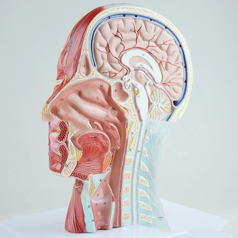 Model Of Vascular Nerve In Section