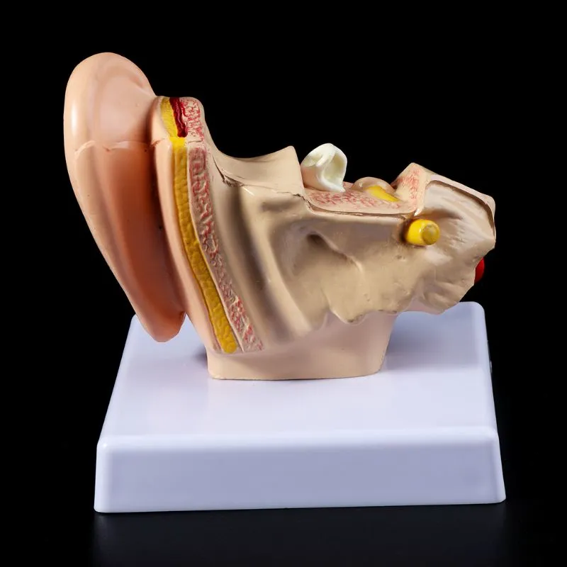 An Anatomical Model Of A Table Shaped Ear