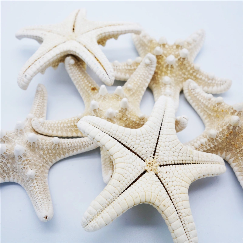 Bread Starfish Specimen Children's Toy Gift Home Wall Deck Decoration