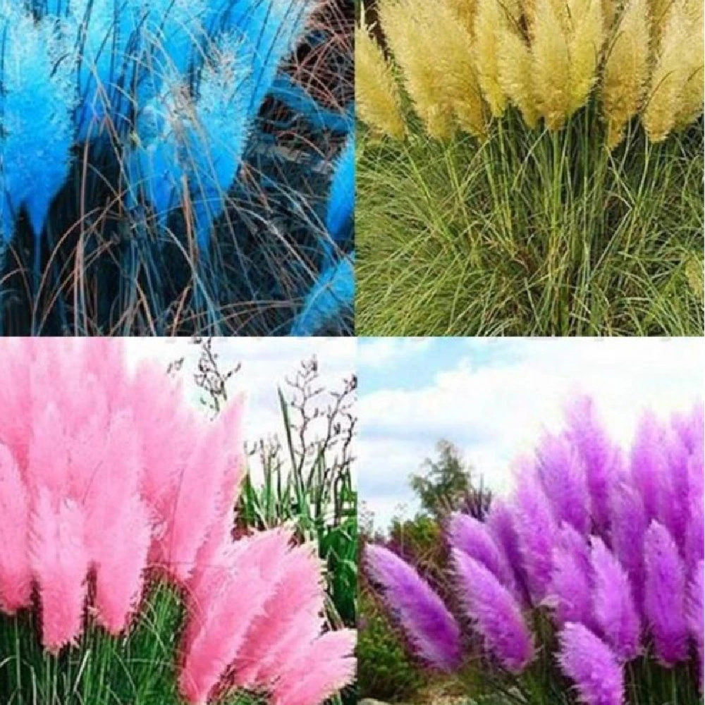 PAMPAS Seeds Are Cold-resistant For Many Years Ornamental Grasses