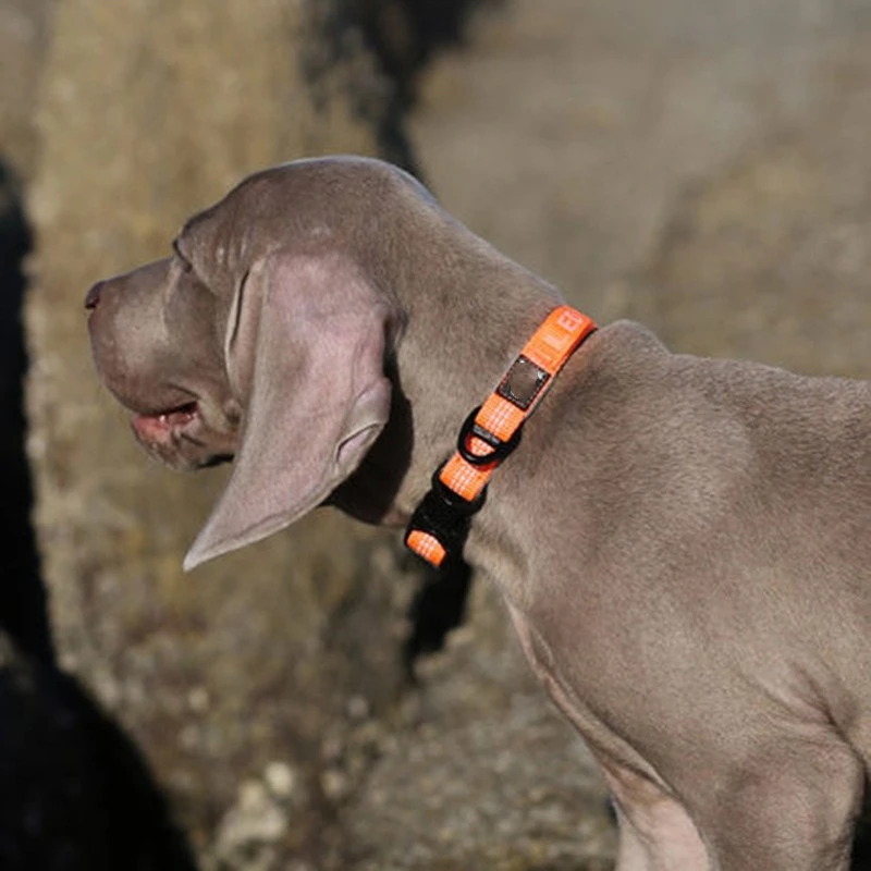 Dog Neck Ring Diving Foam