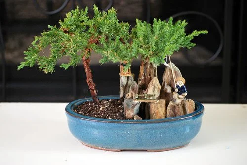 9GreenBox - Juniper Tree Bonsai with Poll and Fisherman