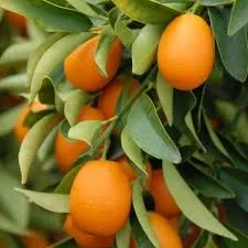 FRESH -GPS- KUMQUAT 5 LBS.