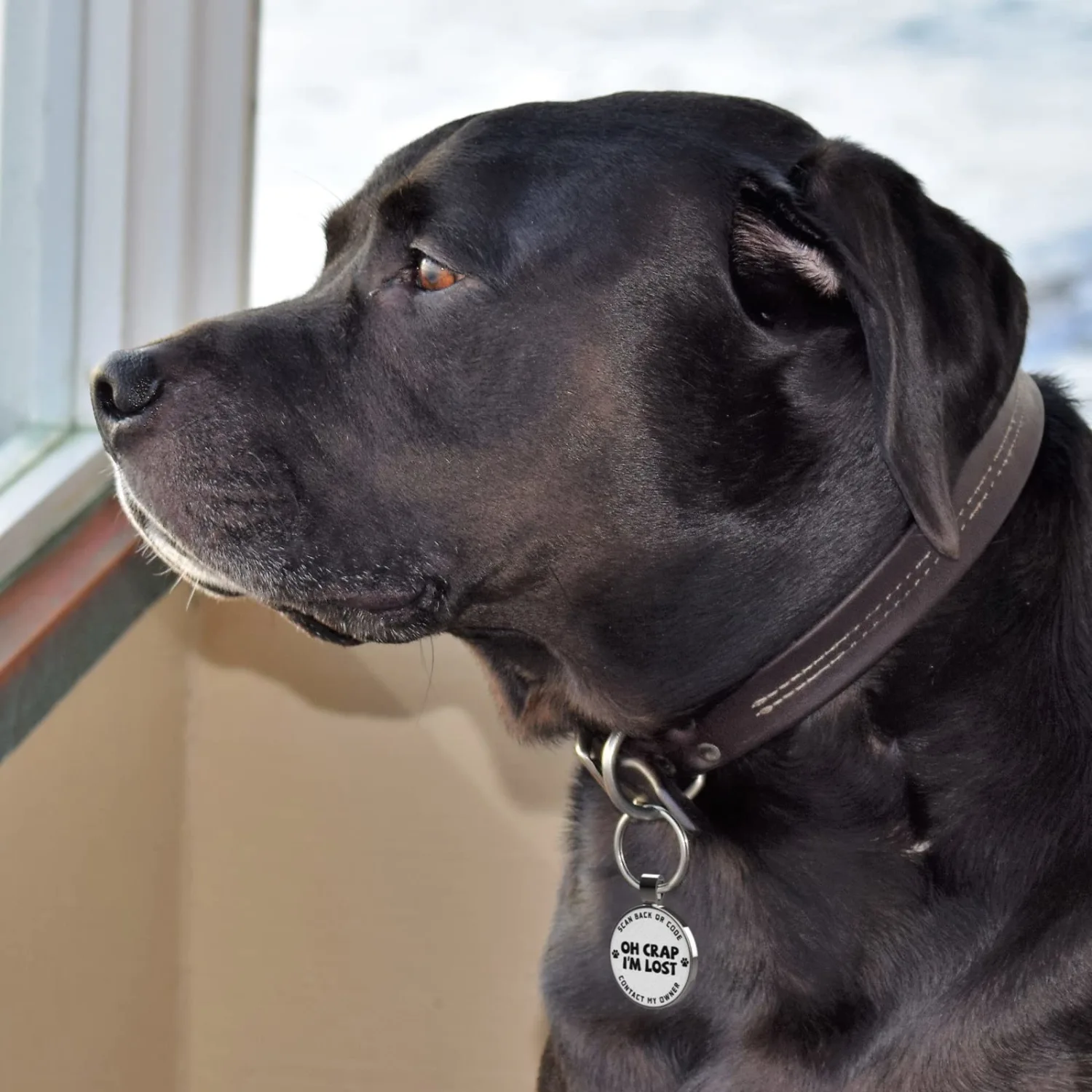 MYLUCKYTAG QR Code Pet ID Tags Dog Tags - Pet Online Profile - Scan QR Receive Instant Pet Location Alert Email