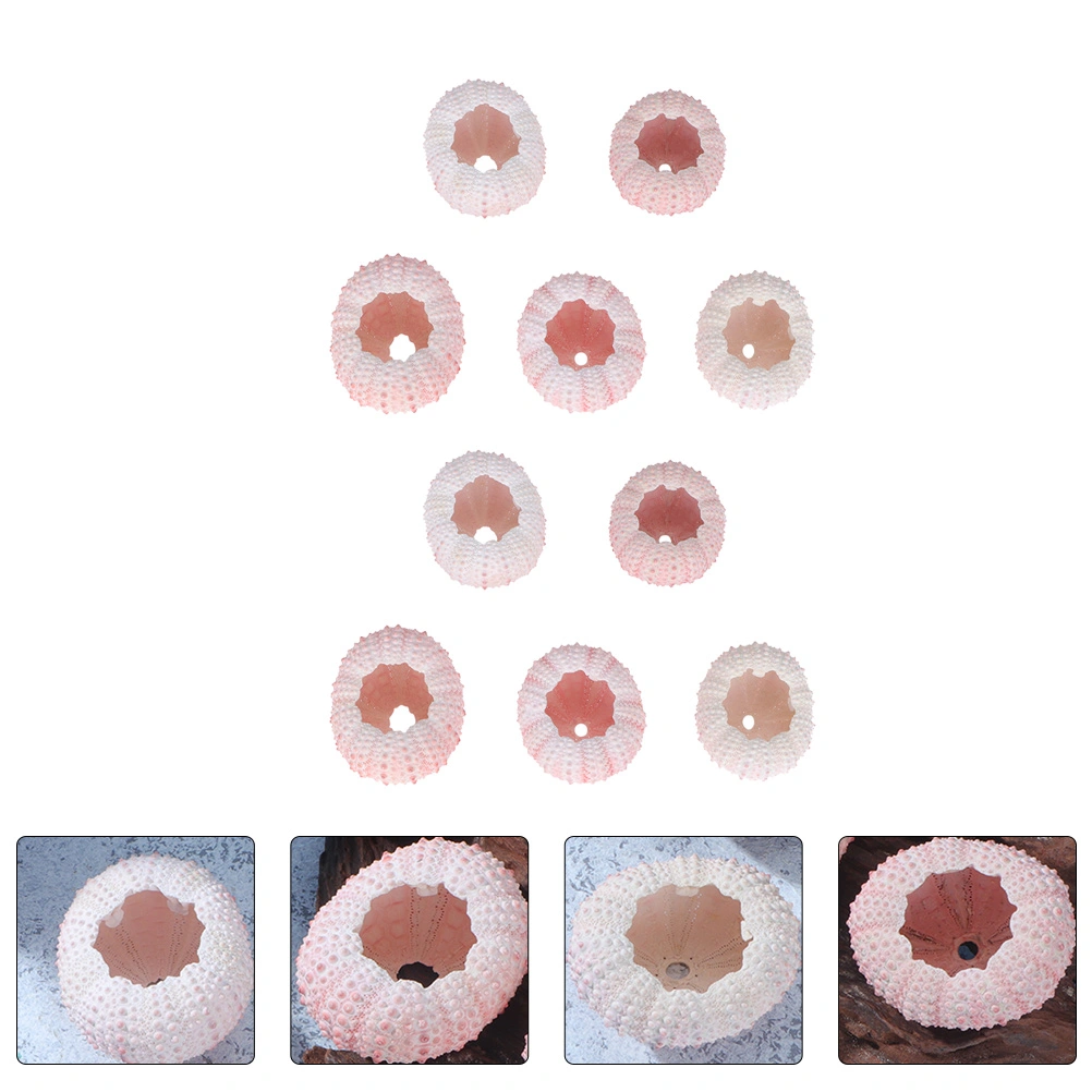 10Pcs Natural Sea Urchin Shell Home Ornament Party Decoration Air Plant Pot