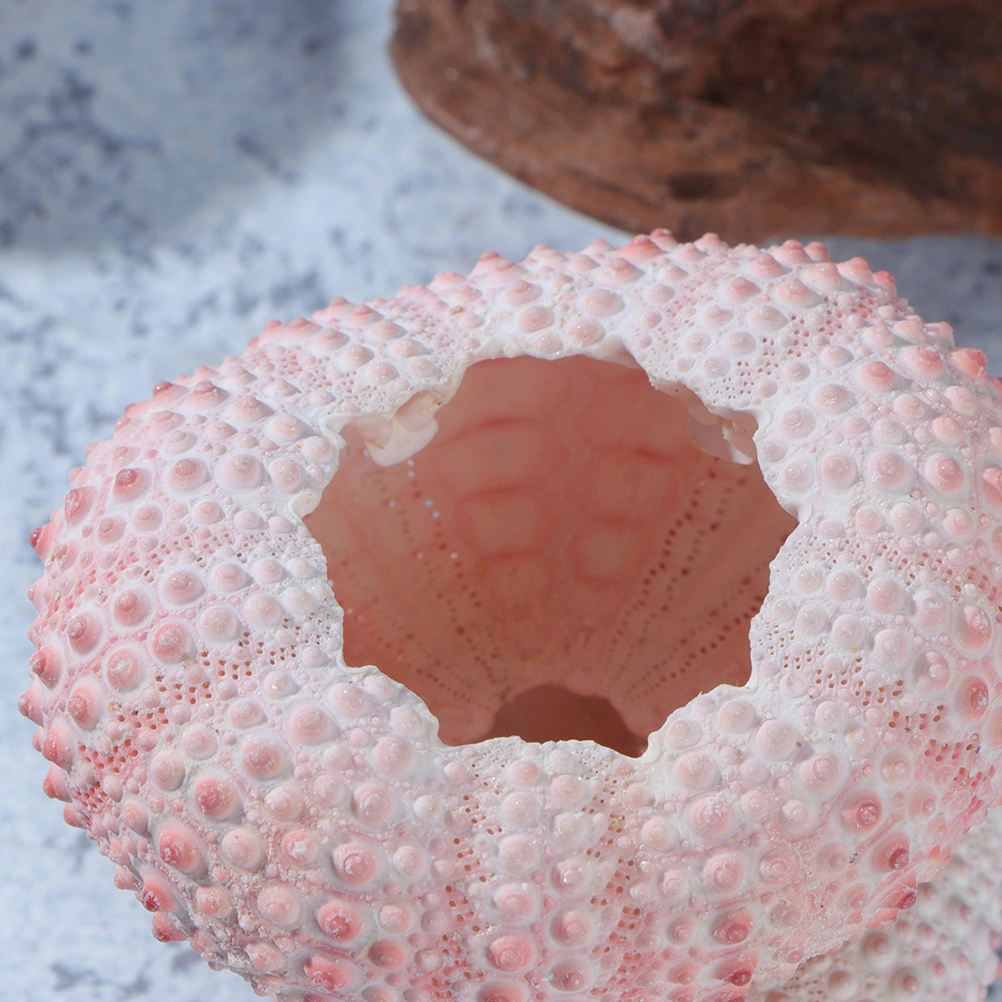 10Pcs Natural Sea Urchin Shell Home Ornament Party Decoration Air Plant Pot