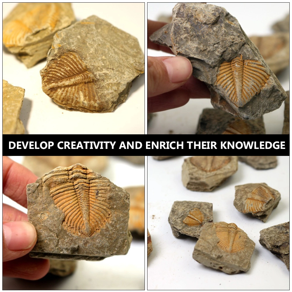 2Pcs Trilobite Fossil Paleontology Fossil Fun Science Ornaments Teaching Props