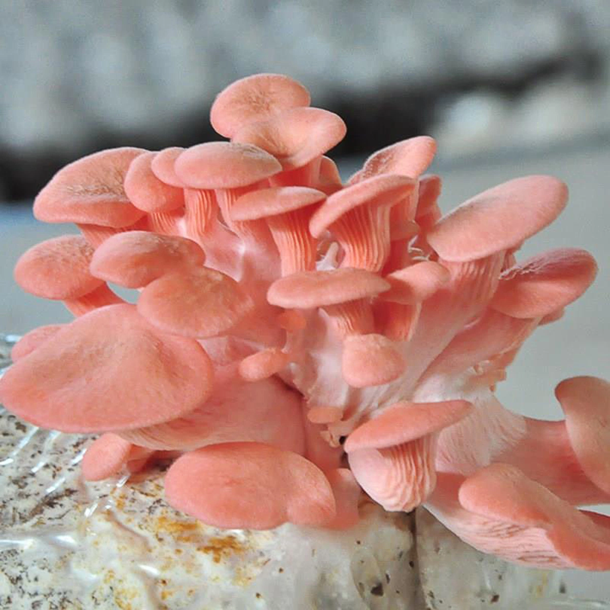 10pcs Mushroom Growing Bag Mushroom Spawn Bags Garden Supplies
