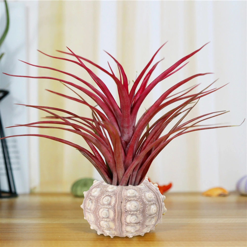 4Pcs Creative Sea Urchin Ornaments Tillandsia Cultivation Containers DIY Planting Pots for Home Shop Office Random Style