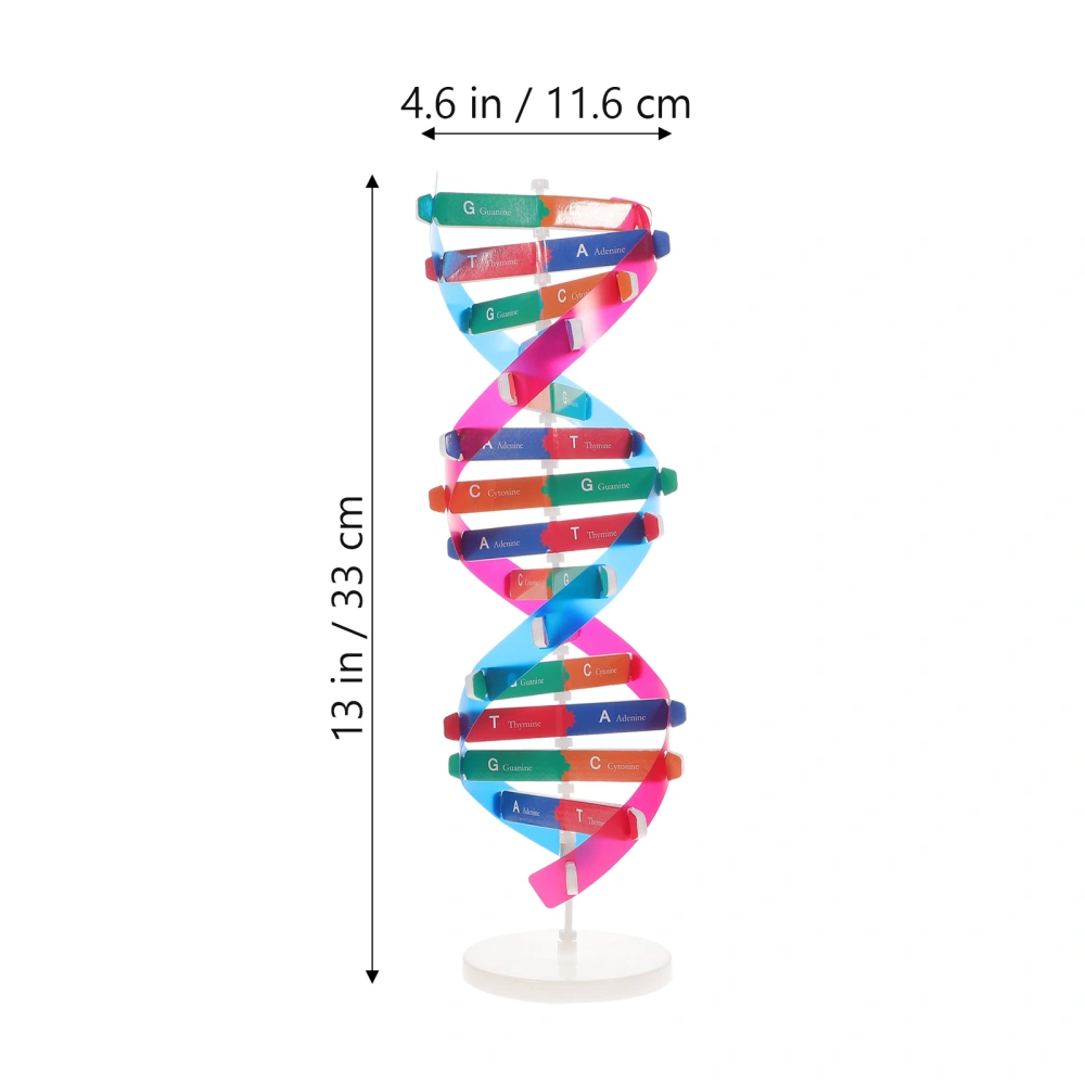 Self Assembling DNA Display Stand Double Helix Model Human Genes Learning Toy Biological Teaching Aid