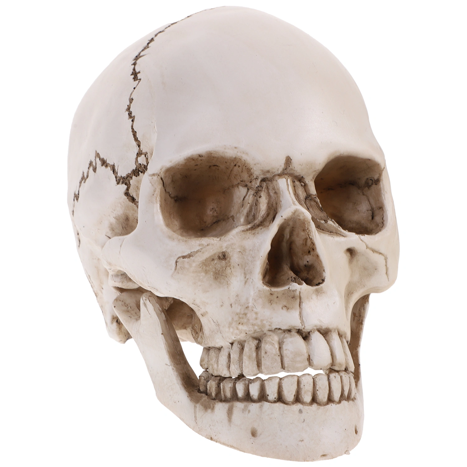 Lifesize 1:1 Human Skull Model Replica Resin Medical Anatomical Tracing Medical Teaching Skeleton Halloween Decoration Statue