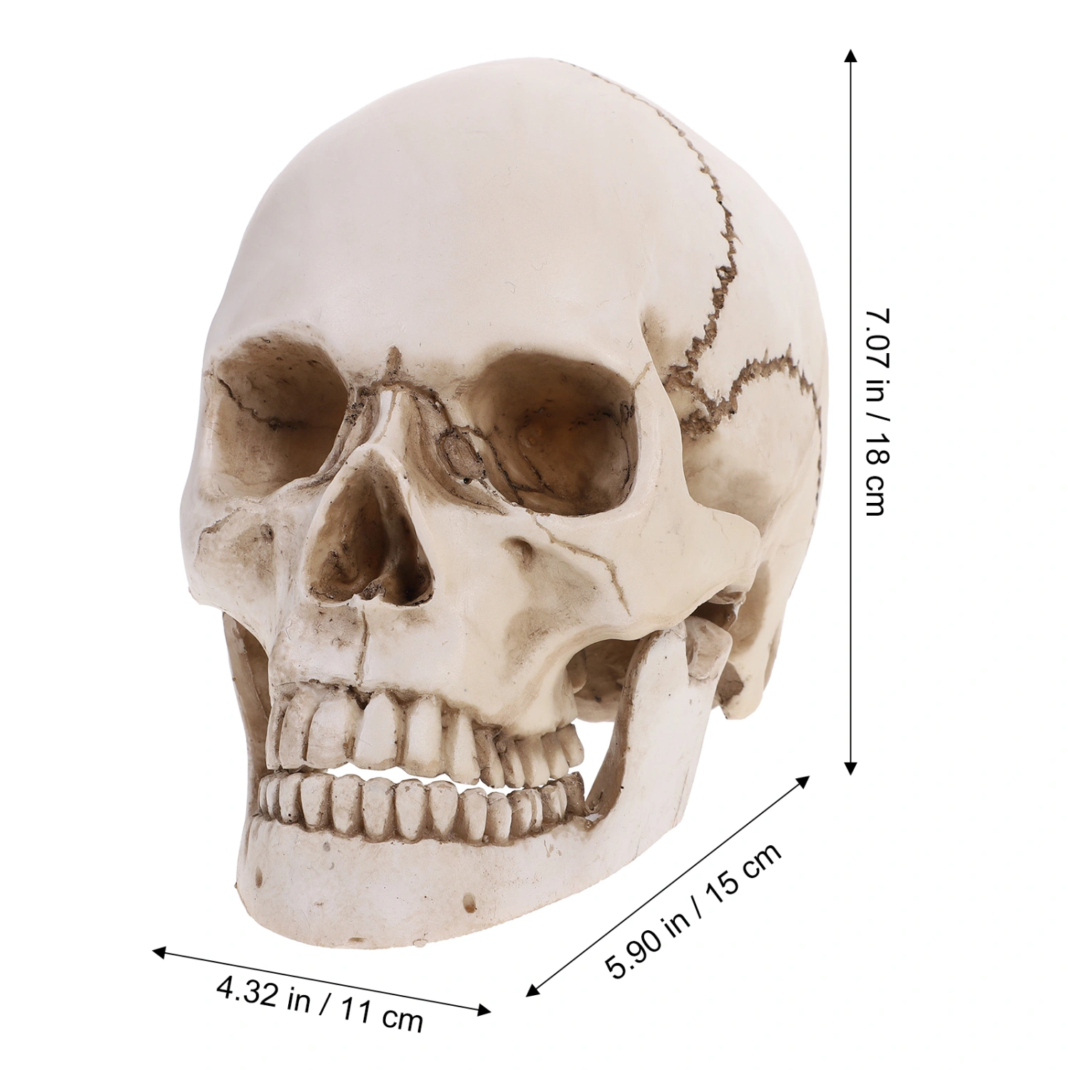 Lifesize 1:1 Human Skull Model Replica Resin Medical Anatomical Tracing Medical Teaching Skeleton Halloween Decoration Statue