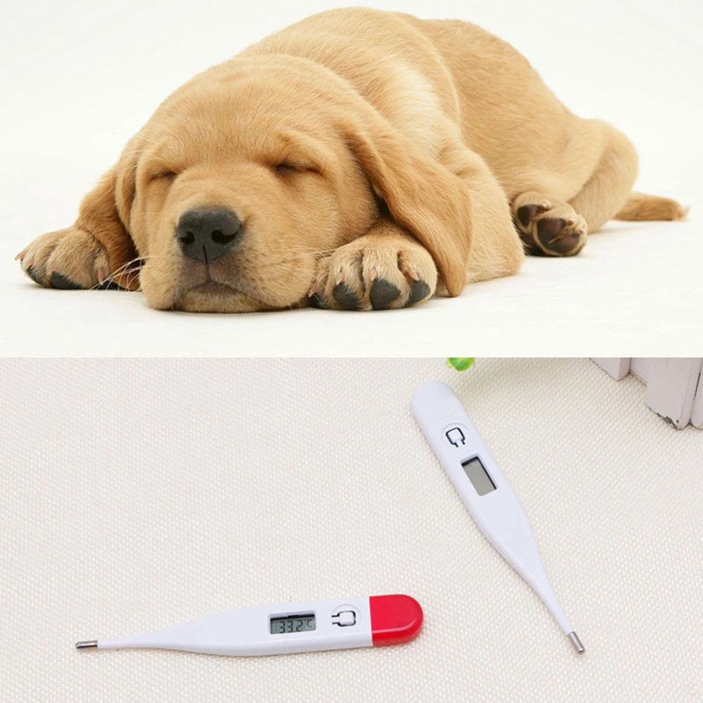 Instant Read Digital Medical Thermometer Clinical Digital Temperature Detecting Thermometer for Pet Dogs Cat (Random Color)