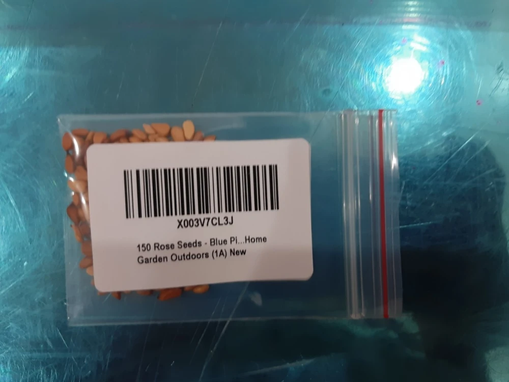 150blue Rose Seeds