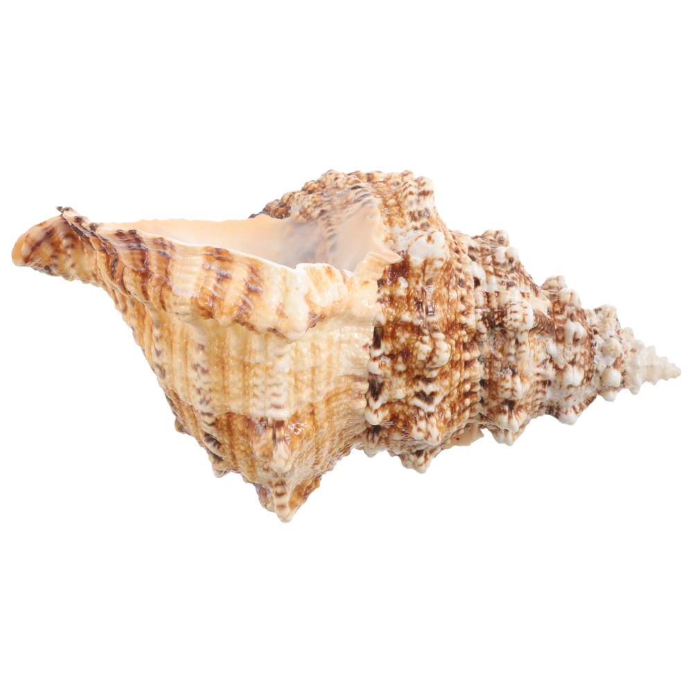 Decorative Sea Conch Adorn Desktop Sea Conch Flowerpot Conch Planter for Landscape