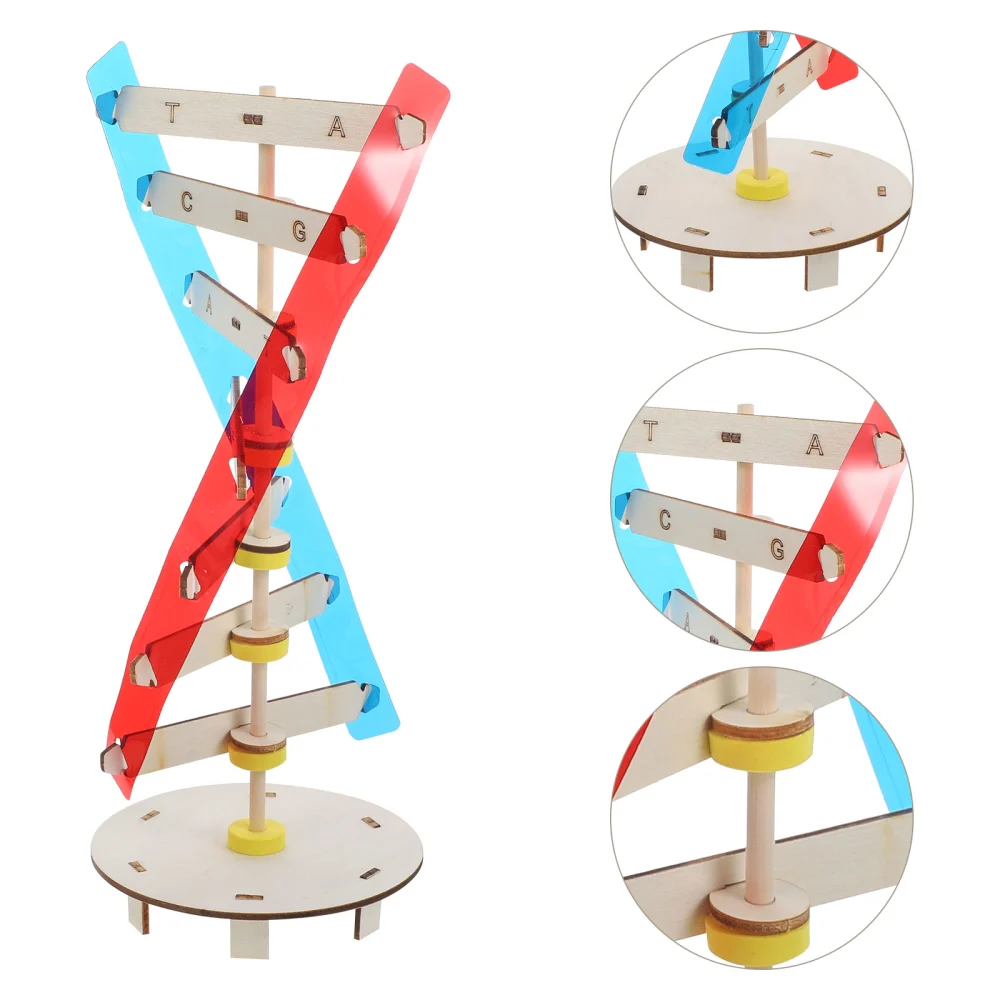 Plastic Human Genes Model DNA Model Scientific Plaything Children Biological Model