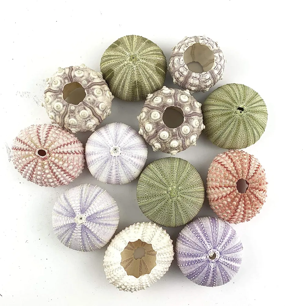 6pcs Natural Sea Urchin Shell Air Plant Holder Decorative Sea Urchin Shell Potted Plant Holder