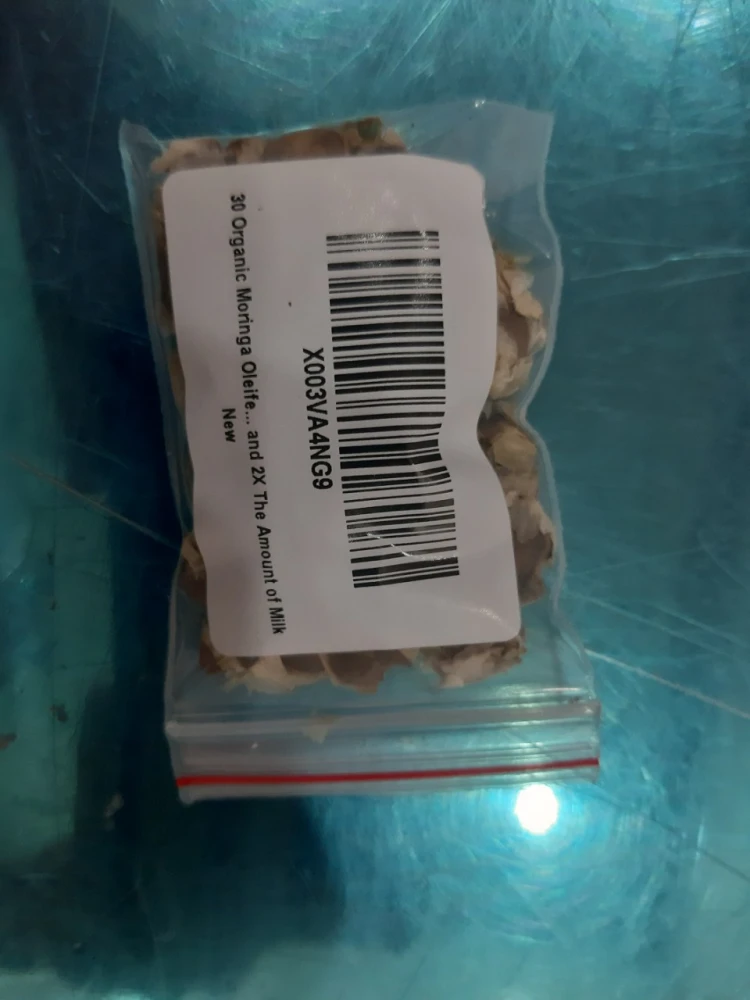 Organic Moringa Oleifera Seeds