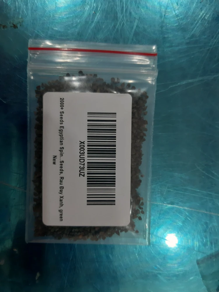 Egyptian Spinach Seeds